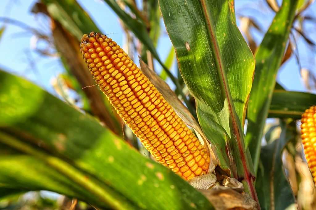 El maíz, uno de los cultivos más extendidos en la región, se benefició de la tecnología agrícola en México.