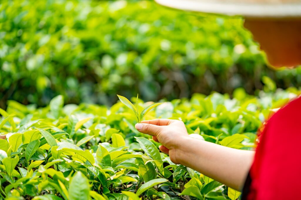 Un trabajador revisa su plantación para después incluir los datos en un formulario. 