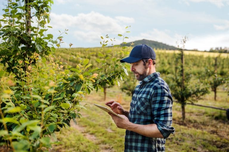 Un jornalero en una plantación mira la pantalla de su tableta y se sirve de la tecnología en el campo.