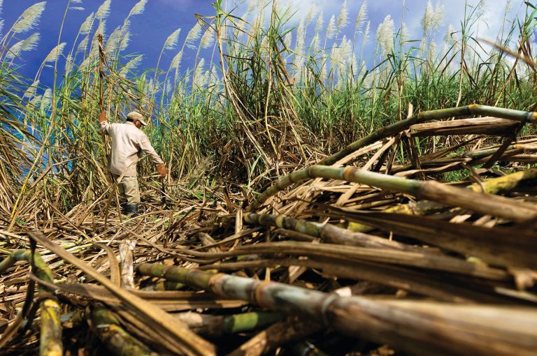Un cañero corta la caña de azúcar en una plantación modelo de la digitalización en ingenios azucareros.