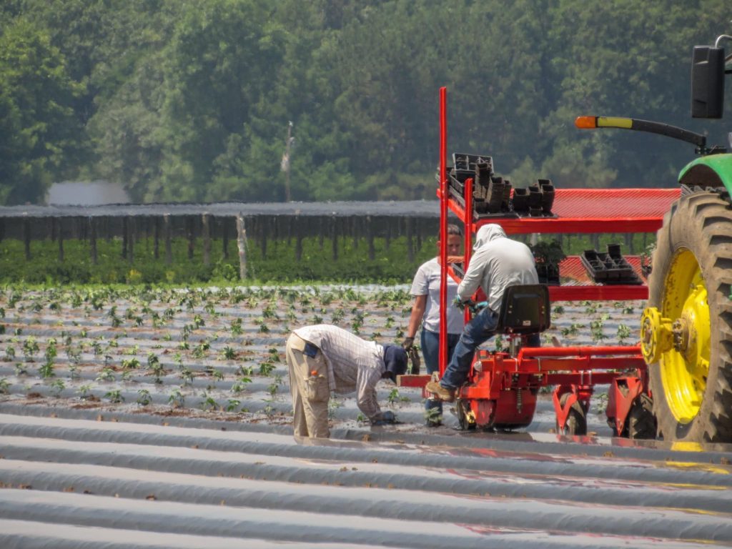 Jornaleros trabajando en una plantación con maquinaria agrícola.